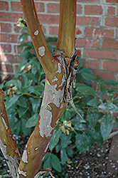 Natchez Crapemyrtle (Lagerstroemia 'Natchez') at Lakeshore Garden Centres