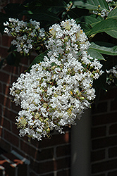 Natchez Crapemyrtle (Lagerstroemia 'Natchez') at Lakeshore Garden Centres