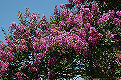 Catawba Crapemyrtle (Lagerstroemia indica 'Catawba') at Lakeshore Garden Centres