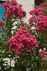 Miami Crapemyrtle (Lagerstroemia 'Miami') at Lakeshore Garden Centres