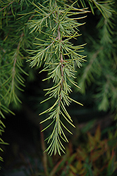 Feelin' Sunny Deodar Cedar (Cedrus deodara 'MonKinn') at Lakeshore Garden Centres