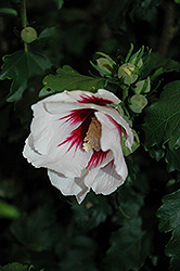 Helene Rose of Sharon (Hibiscus syriacus 'Helene') at Lakeshore Garden Centres