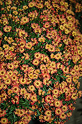 Little Penny Tickseed (Coreopsis 'Little Penny') at Lakeshore Garden Centres