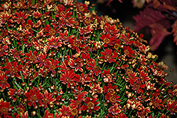 Cherry Pie Tickseed (Coreopsis 'Cherry Pie') at Lakeshore Garden Centres