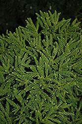 Little Champion Japanese Cedar (Cryptomeria japonica 'Little Champion') at Lakeshore Garden Centres
