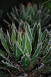 Durango Delight Thread-leaf Agave (Agave schidigera 'Durango Delight') at Lakeshore Garden Centres