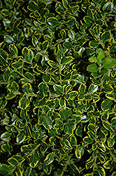 Golden Triumph Boxwood (Buxus microphylla 'Golden Triumph') at Lakeshore Garden Centres