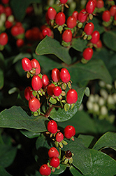 Red Snicker St. John's Wort (Hypericum 'Red Snicker') at Lakeshore Garden Centres