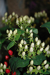 White Giggle St. John's Wort (Hypericum 'White Giggle') at Lakeshore Garden Centres