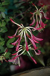 Cranberry Vanilla Honeysuckle (Lonicera periclymenum 'Inov 86') at Lakeshore Garden Centres
