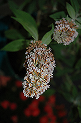 Cotton Candy Butterfly Bush (Buddleia 'Cotton Candy') at Lakeshore Garden Centres