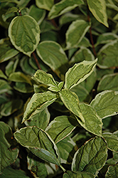 Squeeze Of Lime Mockorange (Philadelphus coronarius 'Squeeze Of Lime') at Lakeshore Garden Centres