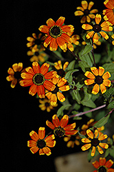 Prairie Glow Brown Eyed Susan (Rudbeckia triloba 'Prairie Glow') at Lakeshore Garden Centres