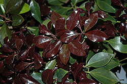 Purple Glaze Illicium (Illicium anisatum 'sPg-3-004') at Lakeshore Garden Centres