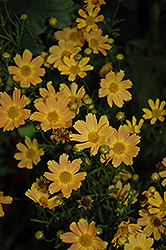 Sweet Marmalade Tickseed (Coreopsis verticillata 'Sweet Marmalade') at Lakeshore Garden Centres