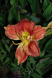 High Voltage Daylily (Hemerocallis 'High Voltage') at Lakeshore Garden Centres
