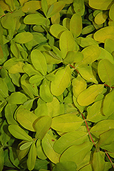 Golden Rule St. John's Wort (Hypericum calycinum 'NCHC1') at Lakeshore Garden Centres