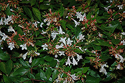 Bronze Anniversary Abelia (Abelia x grandiflora 'Rika1') at Lakeshore Garden Centres