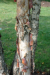 Heritage River Birch (clump) (Betula nigra 'Heritage (clump)') at Mainescape Nursery