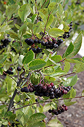 Iroquois Beauty Black Chokeberry (Aronia melanocarpa 'Morton') at Peter Knippel Garden Centre