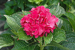 Masja Hydrangea (Hydrangea macrophylla 'Masja') at Lakeshore Garden Centres