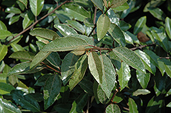 Dynamite Silverberry (Elaeagnus pungens 'Dynamite') at Lakeshore Garden Centres