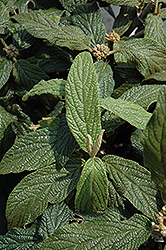 Cree Leatherleaf Viburnum (Viburnum rhytidophyllum 'Cree') at Lakeshore Garden Centres