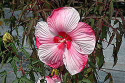 Turn Of The Century Hibiscus (Hibiscus 'Turn Of The Century') at Lakeshore Garden Centres