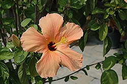 Salmon Hibiscus (Hibiscus rosa-sinensis 'Salmon') at Lakeshore Garden Centres
