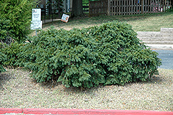 Spreading English Yew (Taxus baccata 'Spreading') at Lakeshore Garden Centres