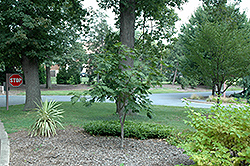 Yama Kagi Fullmoon Maple (Acer japonicum 'Yama Kagi') at Lakeshore Garden Centres