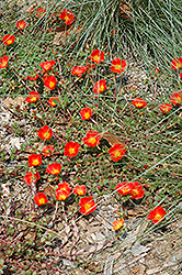 Rio Grande Orange Portulaca (Portulaca oleracea 'Rio Grande Orange') at The Mustard Seed