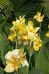 Cannova Yellow Canna (Canna 'Cannova Yellow') at Lakeshore Garden Centres