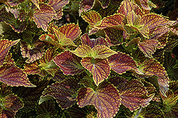 Coleosaurus Coleus (Solenostemon scutellarioides 'Coleosaurus') at Lakeshore Garden Centres