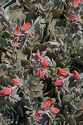 Topsy Turvy Echeveria (Echeveria runyonii 'Topsy Turvy') at Lakeshore Garden Centres