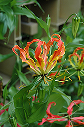 Gloriosa Lily (Gloriosa superba) at Lakeshore Garden Centres