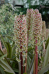 Sparkling Burgundy Pineapple Lily (Eucomis comosa 'Sparkling Burgundy') at Lakeshore Garden Centres
