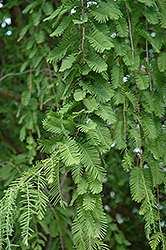 National Dawn Redwood (Metasequoia glyptostroboides 'National') at Lakeshore Garden Centres