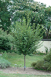 First Lady Flowering Cherry (Prunus 'First Lady') at Lakeshore Garden Centres