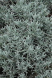 Kathleen Elizabeth Lavender (Lavandula x chaytoriae 'Kathleen Elizabeth') at Lakeshore Garden Centres