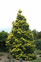 Sunny Foster Holly (Ilex x attenuata 'Sunny Foster') at Lakeshore Garden Centres
