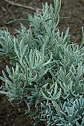Walberton's Silver Edge Lavender (Lavandula x intermedia 'Walvera') at Lakeshore Garden Centres