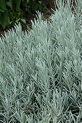Ana Luisa Lavender (Lavandula x chaytoriae 'Ana Luisa') at Lakeshore Garden Centres