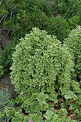 Greek Columnar Basil (Ocimum basilicum 'Greek Columnar') at Lakeshore Garden Centres