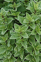 Greek Columnar Basil (Ocimum basilicum 'Greek Columnar') at Lakeshore Garden Centres