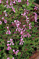 Celery Scented Geranium (Pelargonium ionidiflorum) at Lakeshore Garden Centres
