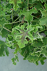 Chocolate Mint Scented Geranium (Pelargonium 'Chocolate Mint') at Lakeshore Garden Centres
