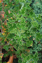 Torento Scented Geranium (Pelargonium 'Torento') at Lakeshore Garden Centres