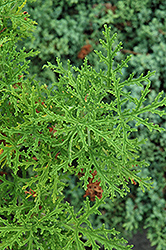 Skeleton Rose Scented Geranium (Pelargonium radens) at Lakeshore Garden Centres