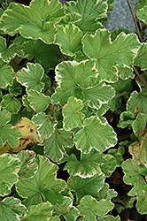 Atomic Snowflake Scented Geranium (Pelargonium 'Atomic Snowflake') at Lakeshore Garden Centres